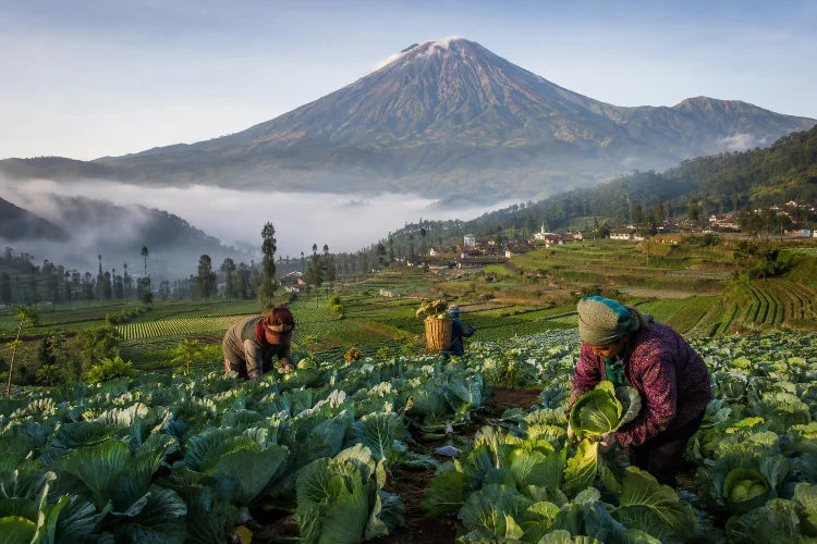 Kubis Dataran Tinggi dari Desa Ranupani, Segar dari Kaki Semeru